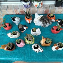 Macetitas De Ceramica Con Planta