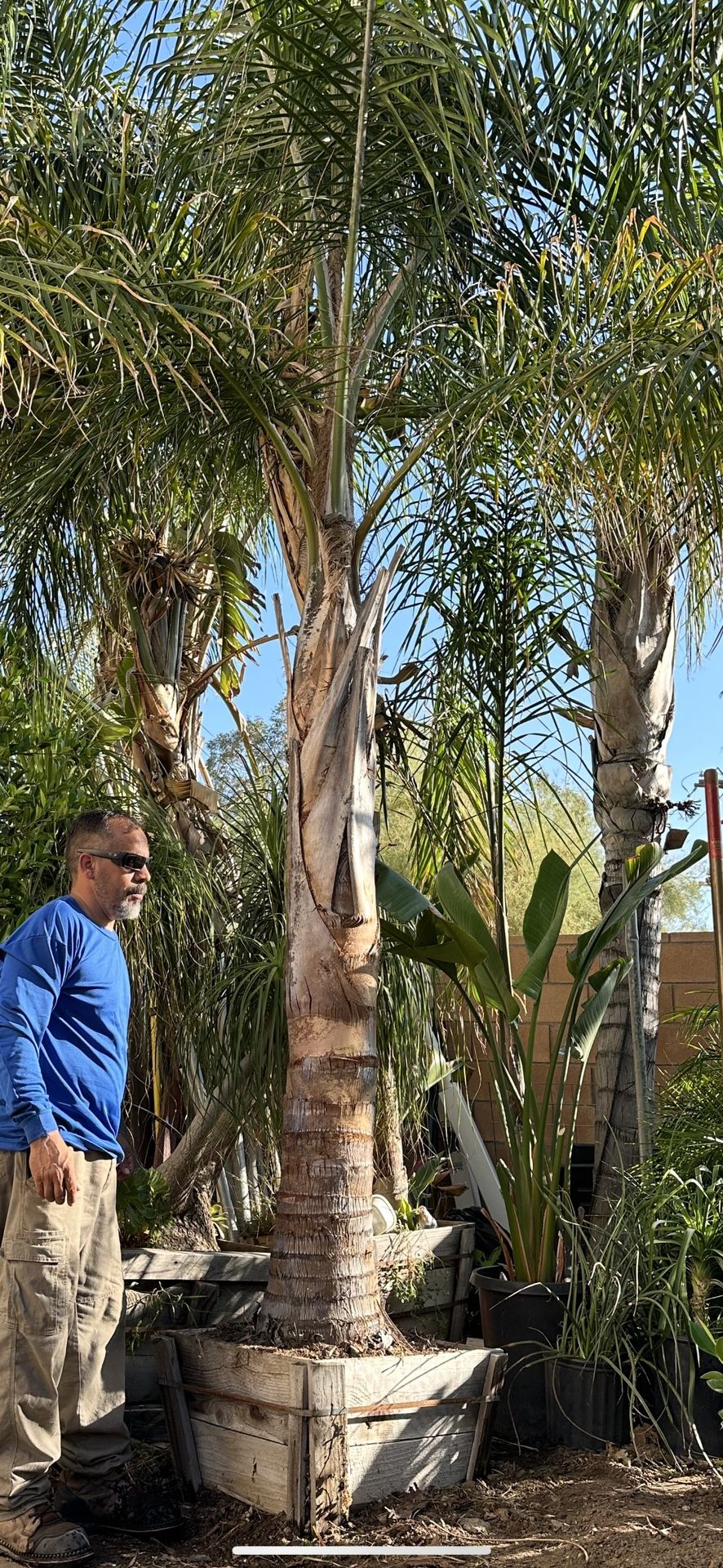 Queen Palms Trees Around 12ft Tall.
