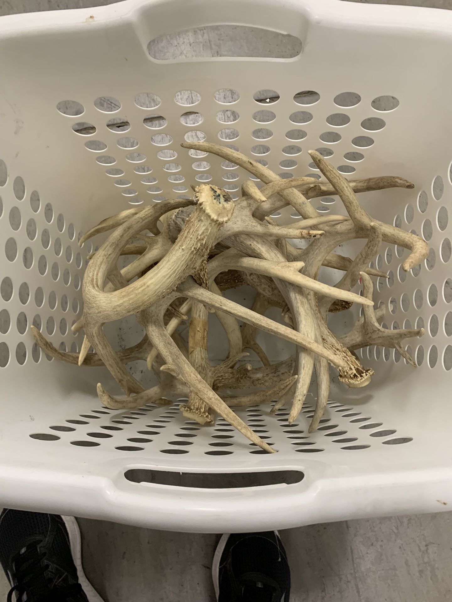 Deer Antlers 5 Pairs