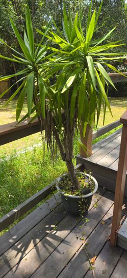 Yucca plant