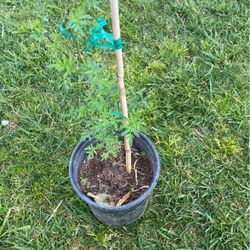 Ruda Planta