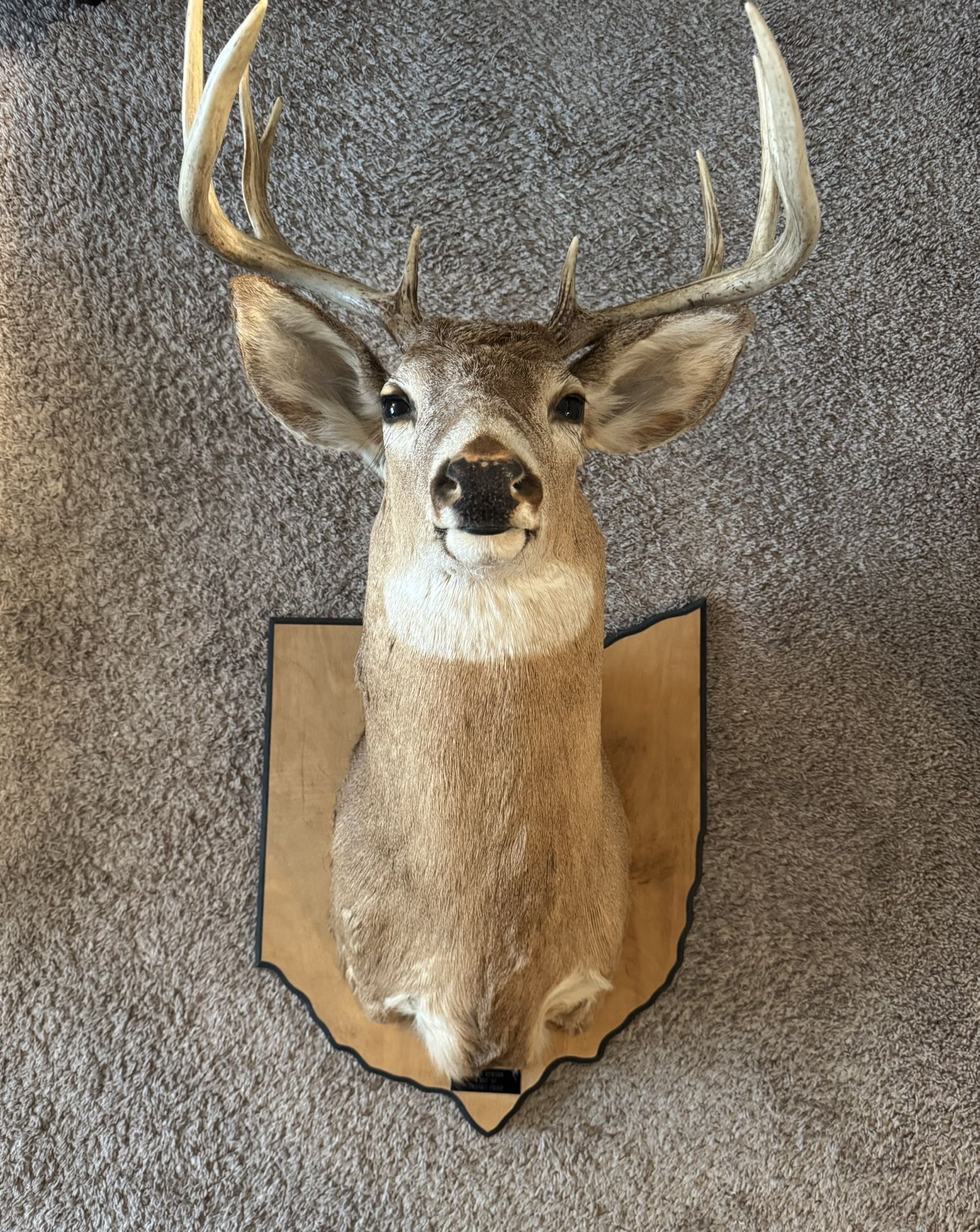 Ohio Deer Wall Mount