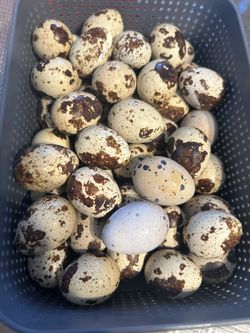 Quail Eggs