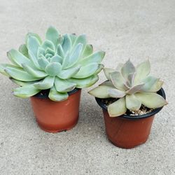 Succulents plants 🪴（2 for $5）