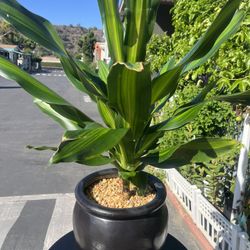 Beautiful Large House Plant / Indoor Plant With Heavy Ceramic Planter 