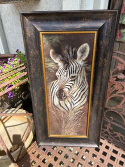 Zebra Picture!