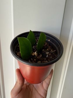 Zz plant 🌱