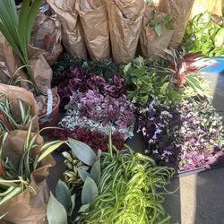 Indoor plants cây kiểng phong thủy $10 up