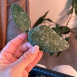 Hoya Caudata
