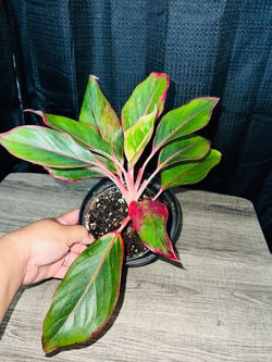 Plants