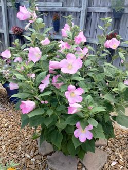 Perennial Pink Hibiscus