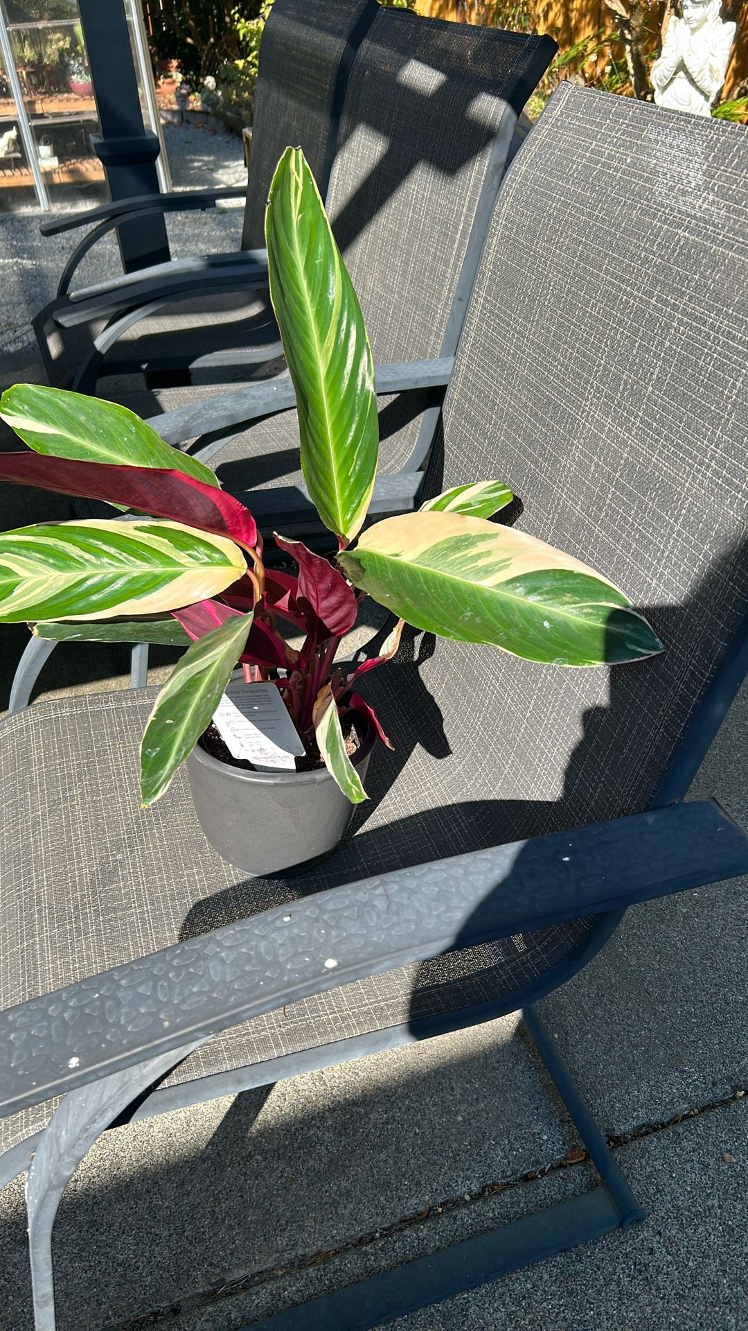 Strumante Sangeni On Ceramic Pot