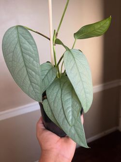 Cebu Blue Pothos