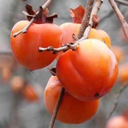 Persimmon  Tree