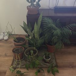 7 House Plants For Sale 