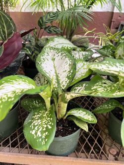 Dieffenbachia Delilah in 6” pot.SPECIAL PRICE 🤩