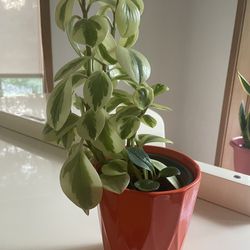 Small Indoor Plant