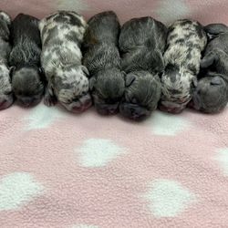 Nice “French Bulldog Puppies” Blankets 