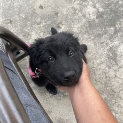 Dog Collar 