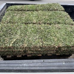 St Augustine Grass