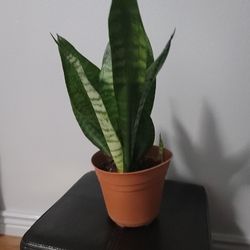 Snake Plant Sansaveria Plant in  Pot
