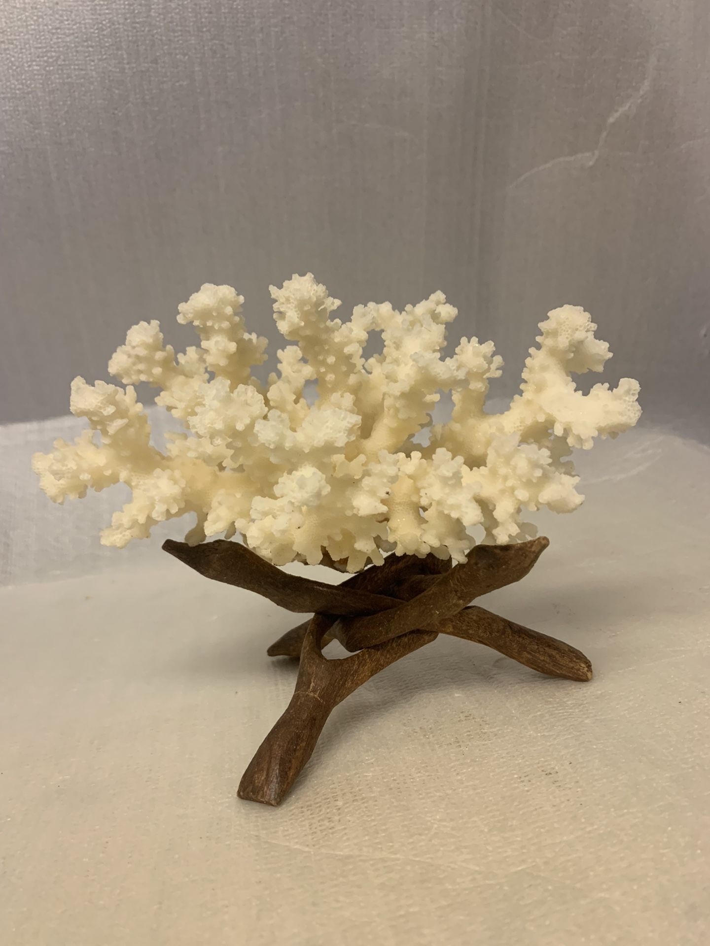 Vintage Large Natural Birdsnest Coral With Drafted Wood Stand