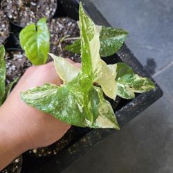 Syngonium Albo Plant