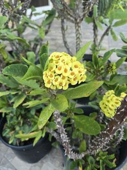 Crown Of Thorns, Blooming, 3 to 5gl.pot
