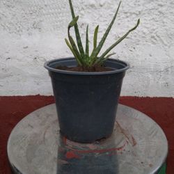 Aloe Vera Plant 