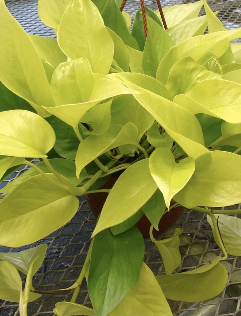 Beautiful Indoor Plants