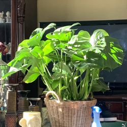 Monstera Deliciosa