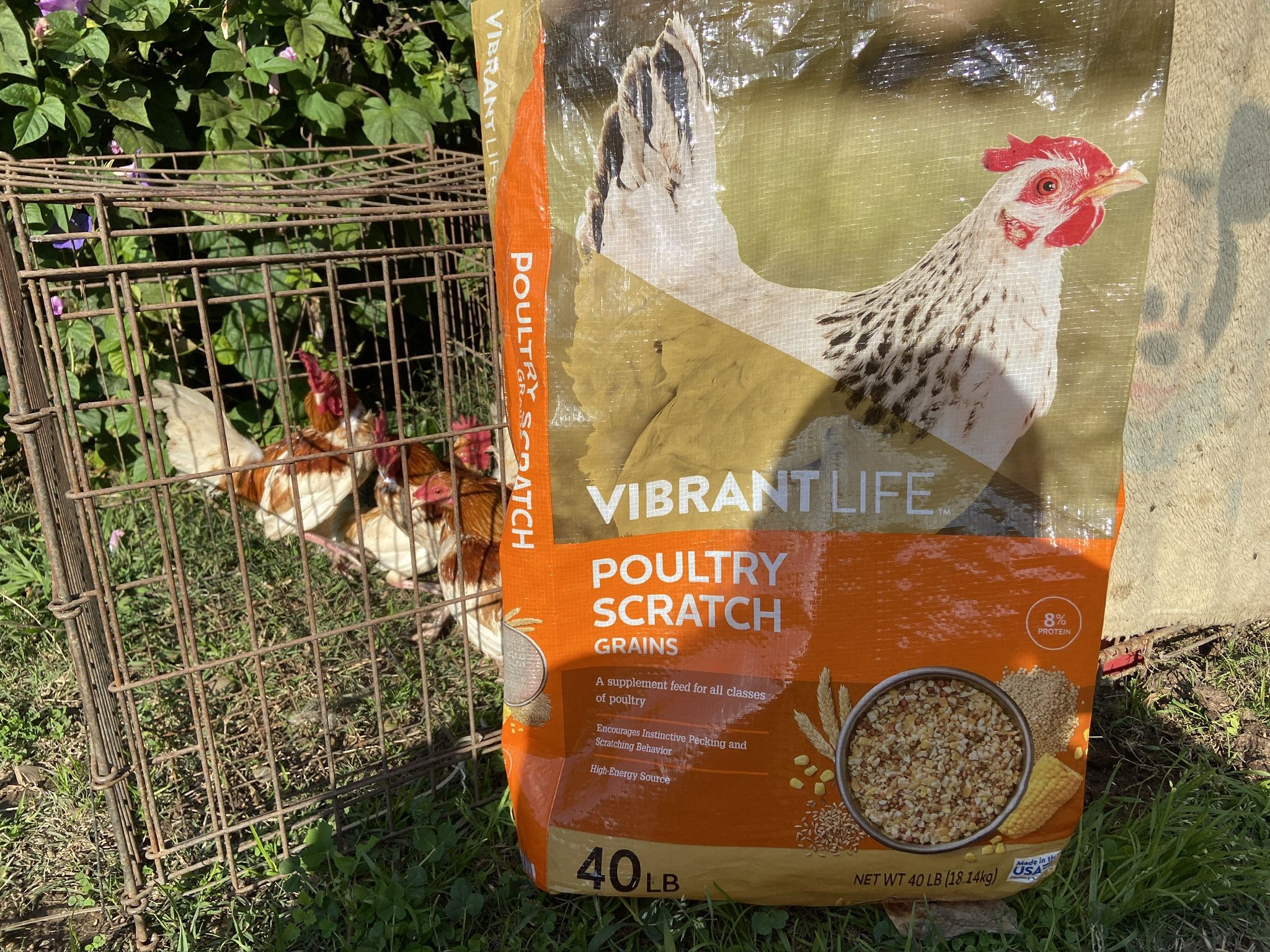 Comida de Pollos Scratch