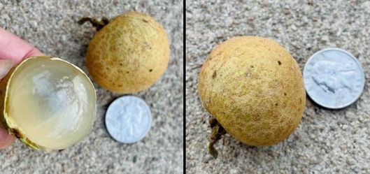 LT5 Jumbo Variety Longan Fruit Tree - 龙眼树 flowering