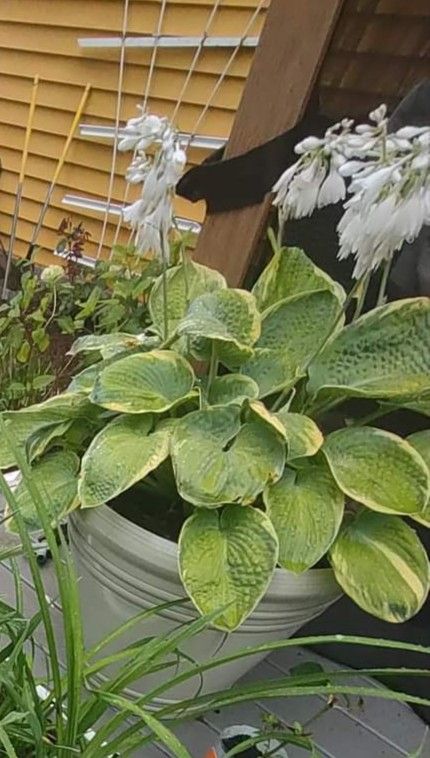 Two Large White Containers With These Two Plants Inside 