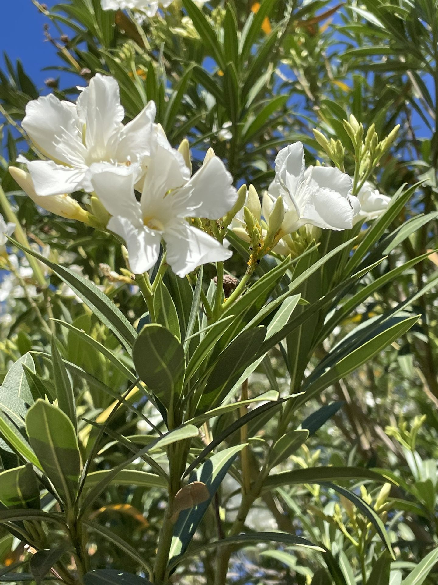 Oleander- Bushes & Trees