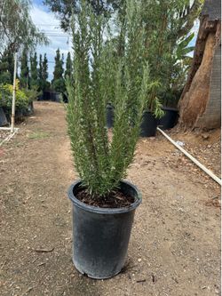 Rosemary 5 gal