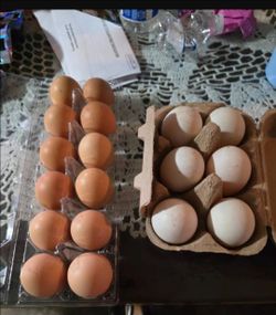Organic Chicken eggs