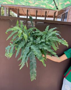 8” blue star fern