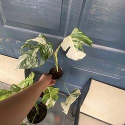 Monstera Albo White Tiger 