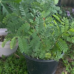 Tamarindo Tamarinds Plants