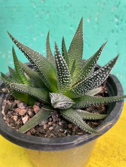 Ha hawarthia plant 🌱