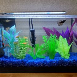 Fresh water fish tank