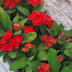 Coronas De Cristo Diferentes Colores 