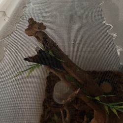 Habitat And Toy Crested Geckos