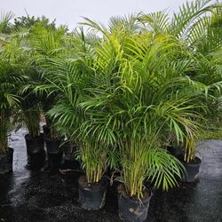 arecas Over 5 tp 6 feet tall Instant  Privacy Hedge  Full  fence