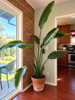 Large Mature Tropical Plant in Terracotta Pot – $50