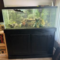 Fish Tank 