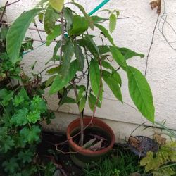 Avocado Trees 