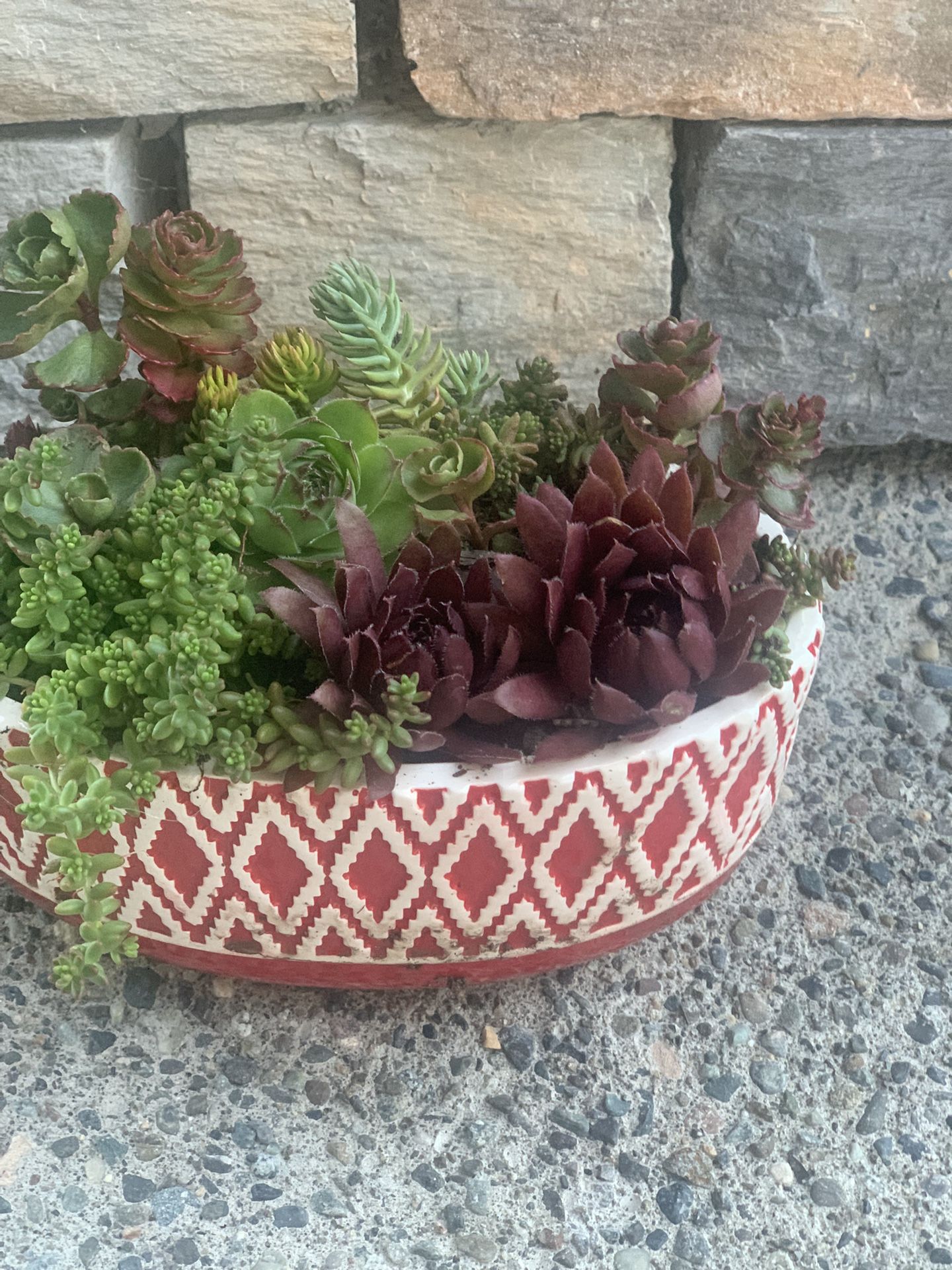 Live outdoor succulent arrangement in red ceramic pile