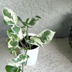Pothos N’joy  Plant 